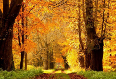 ​《猴王出世》教学反思