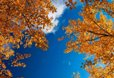 ​《蜜蜂》教学反思