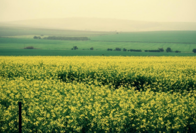 ​小学心理健康教育教学计划