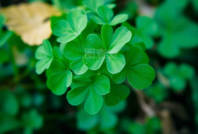 ​奥秘造句85句