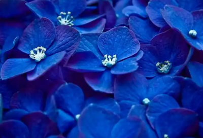 ​纷至沓来造句86句