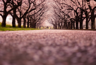 ​二年级语文谚语大全66句