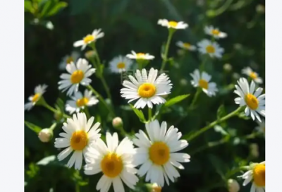 ​卫生的谚语72句