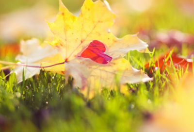 ​农业谚语大全四字85句