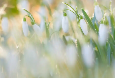 ​有关于诚信的谚语66句